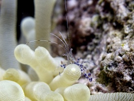 IMG 4066 Spotted Cleaner Shrimp